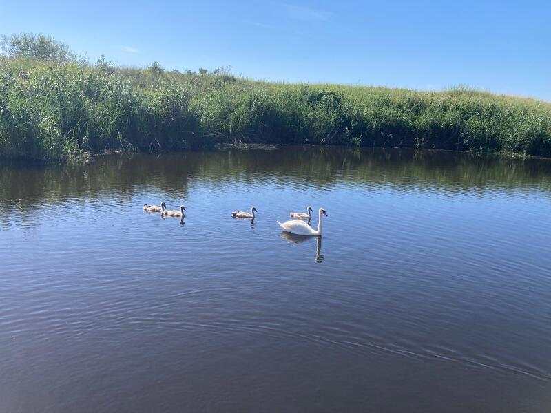 Swans in Yantarny
